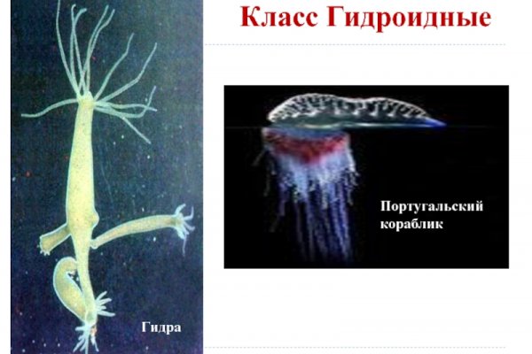 Кракен маркет даркнет скачать