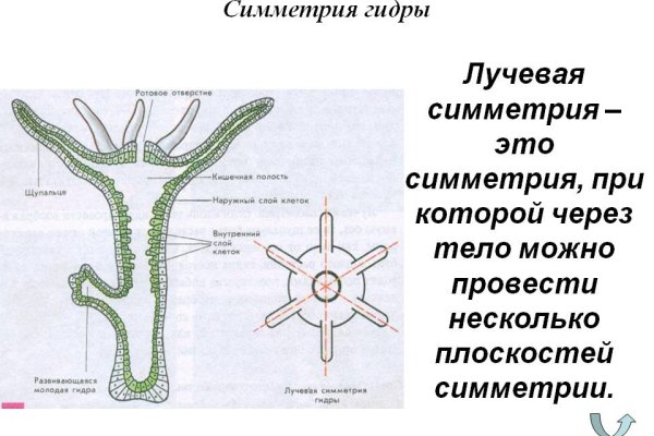 Kraken tor onion зеркало