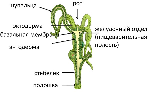 Официальный сайт kraken ссылки зеркала